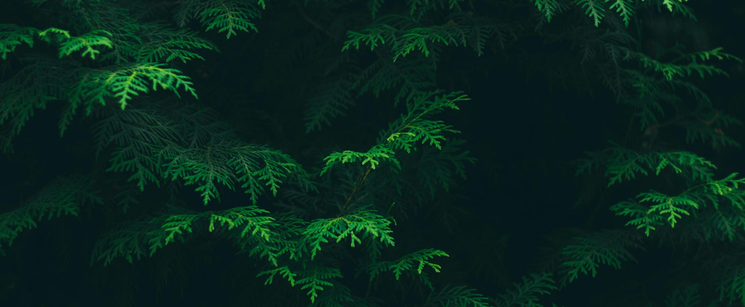 trees